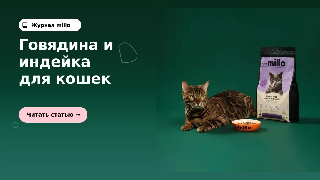 Обложка статьи «Говядина и индейка в корме для кошек: зачем сочетать два источника белка» — журнал millo
