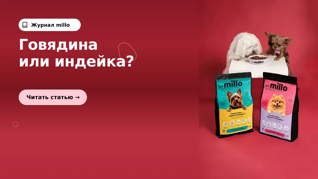 Обложка статьи «Говядина или индейка: какой корм выбрать собаке и как сравнить два вкуса» — журнал millo
