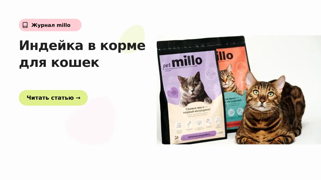 Обложка статьи «Индейка в корме для кошек: кому подходит и как оценить состав» — журнал millo