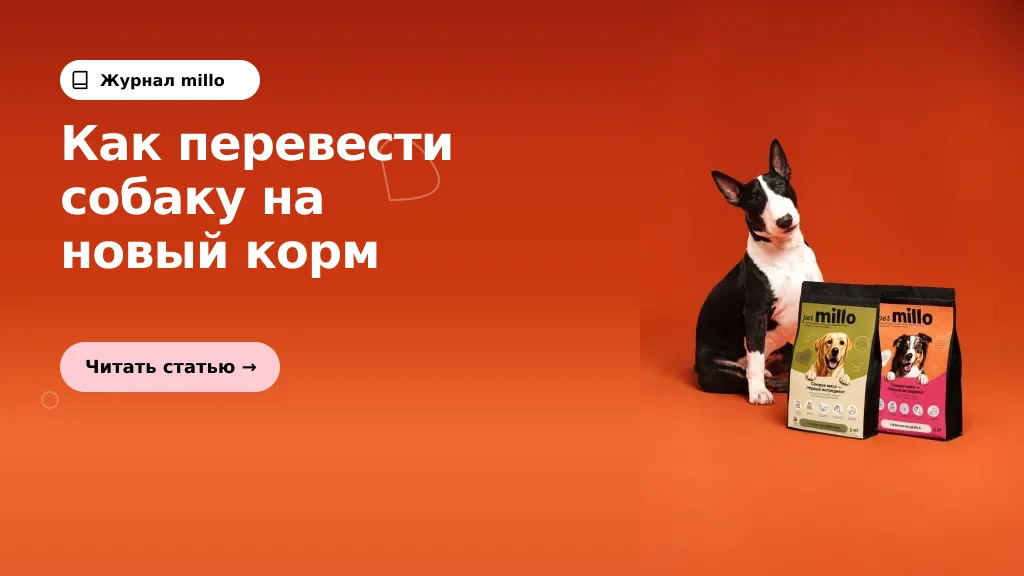 Обложка статьи «Как перевести собаку на новый корм за 7–10 дней: понятная схема перехода» — журнал millo