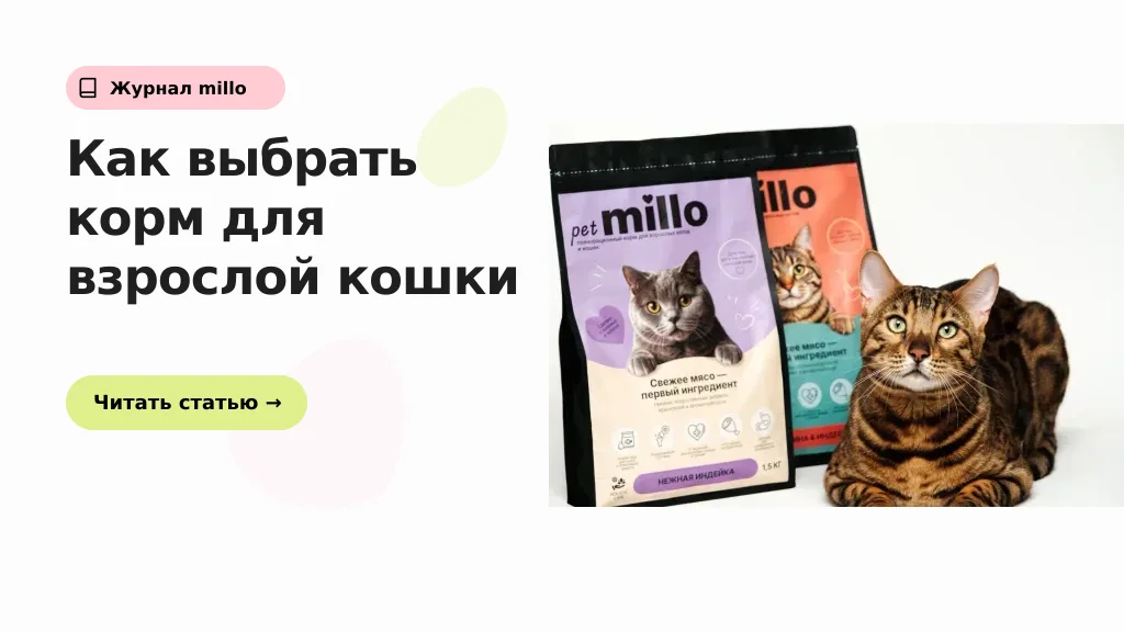 Обложка статьи «Как выбрать сухой корм для взрослой кошки: состав, таурин, калорийность и вода» — журнал millo
