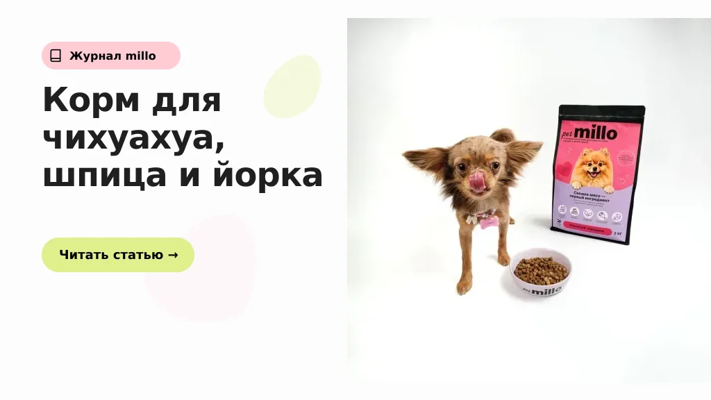 Обложка статьи «Как выбрать корм для чихуахуа, шпица и йорка: практический гид для малых пород» — журнал millo