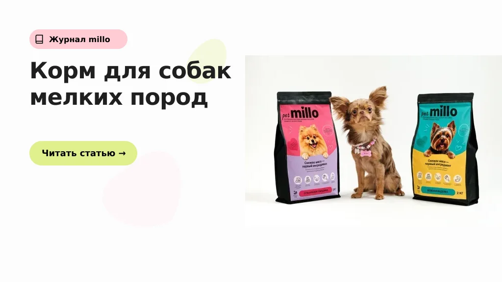 Обложка статьи «Корм для собак мелких пород: чем он отличается и нужен ли отдельный рацион» — журнал millo