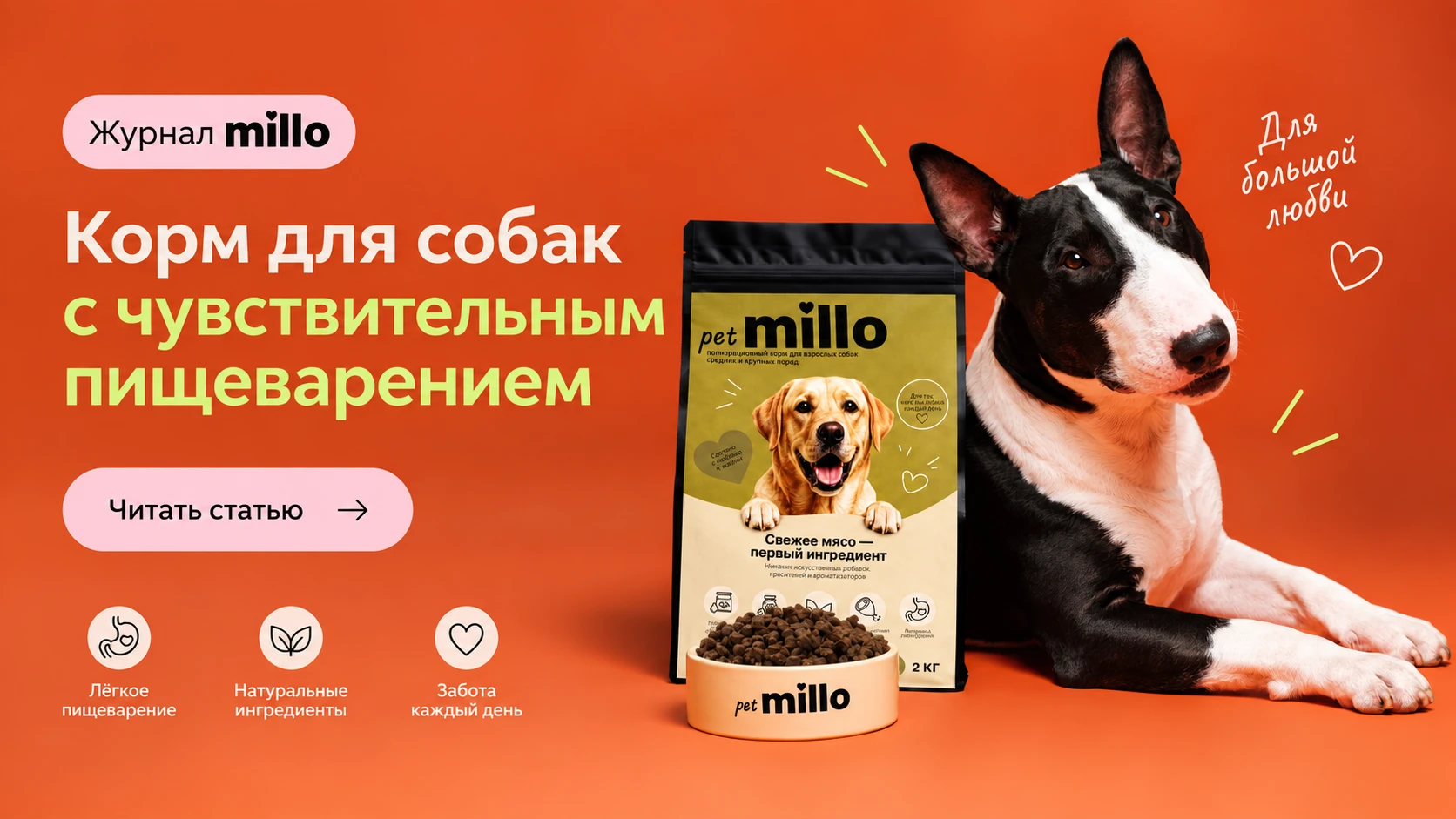 Обложка статьи «Корм для собак с чувствительным пищеварением: как выбирать без маркетинговых ловушек» — журнал millo