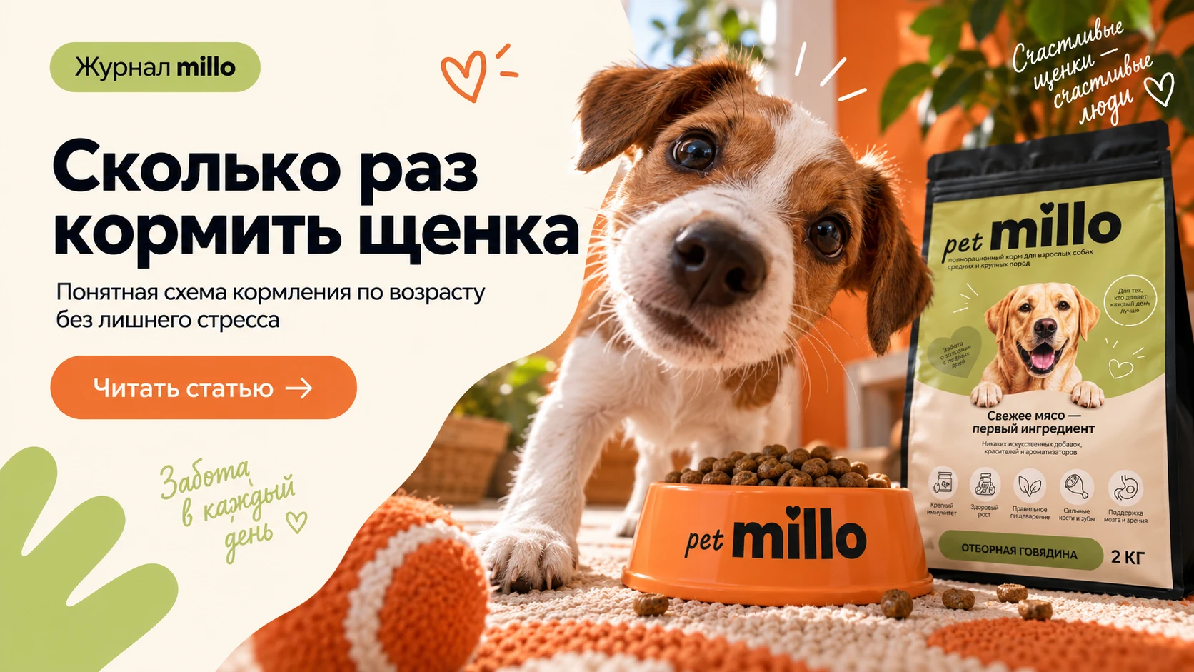 Обложка статьи «Сколько раз кормить щенка: режим по возрасту без лишнего стресса» — журнал millo