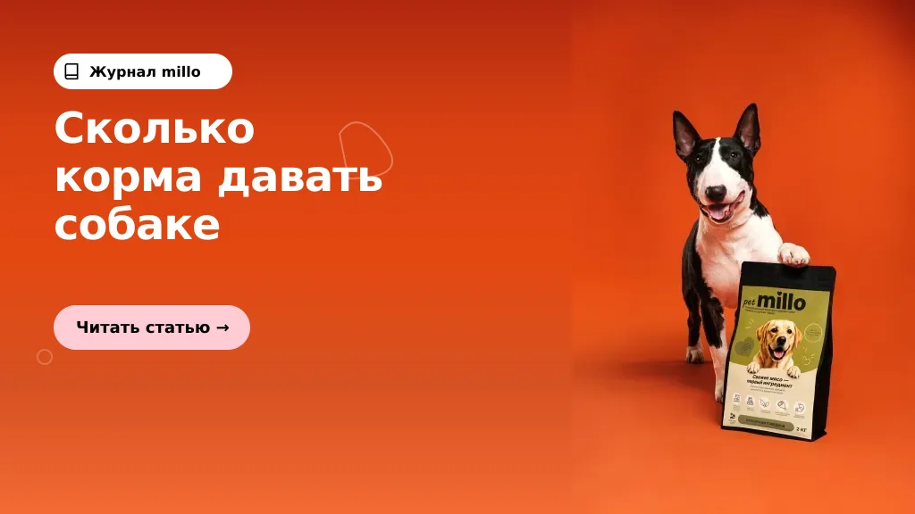 Обложка статьи «Сколько сухого корма давать собаке в день: почему таблица на пачке — только старт» — журнал millo