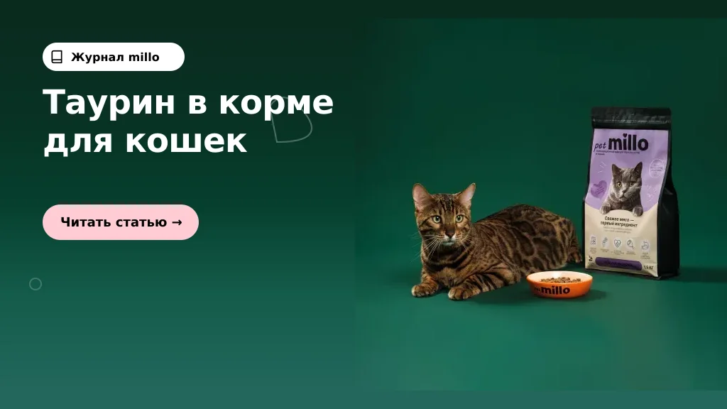Обложка статьи «Таурин в корме для кошек: зачем он нужен и что искать на упаковке» — журнал millo